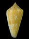 Click to see a larger version of this image (Conus xanthocinctus  Petuch, 1986 Primary Type Image)